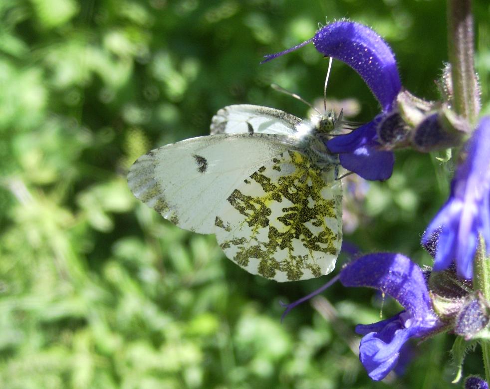 Anthocaris cardamines?